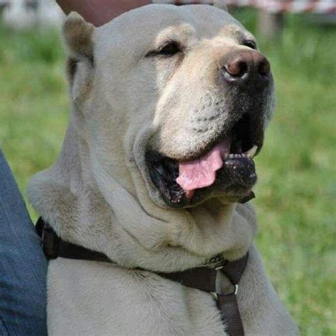 White cane corso 😉😉😉. White puppy available @ Maxima lux kennel. www.canecosolux.com | Cane ...