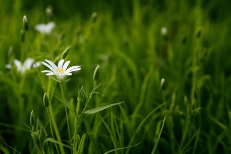 Free Stock Photo of White Flowers and Green Grass | Download Free ...