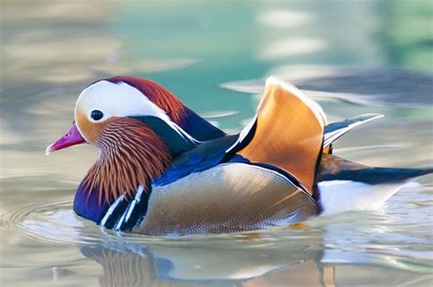 Floating in the Maguri-Motapung beel (or wetland) in Assam’s Tinsukia ...