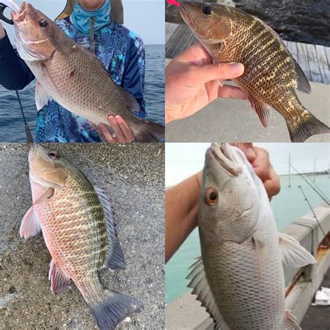 Fish School: Snapper Identification - Coastal Angler & The Angler Magazine