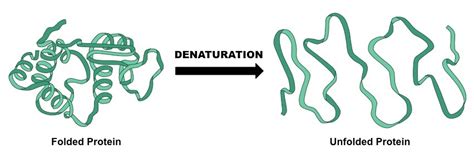 Denaturation of Proteins - W3schools