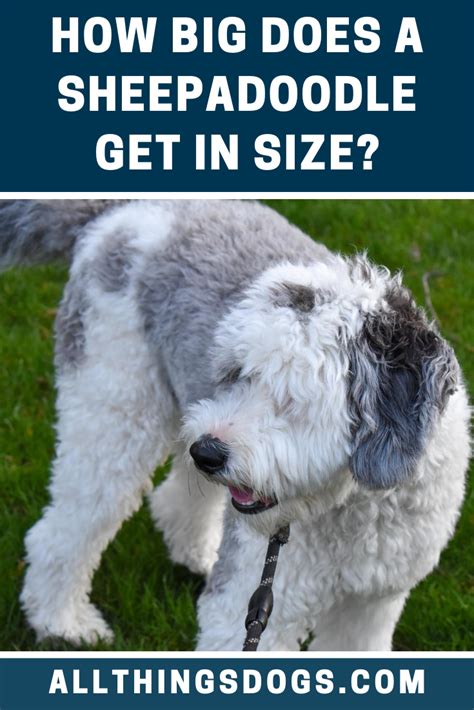 Sheepadoodle Size | Sheepadoodle, Dogs, Large dog breeds