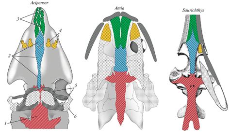 Skull of Actinopterygii, ventral view (according to Tsessarsky, 2021 ...