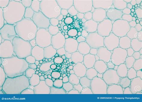 Plant Tissues Under the Microscope in the Laboratory. Stock Photo - Image of tissue, parenchyma ...