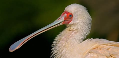 Oakland Zoo | African Spoonbill