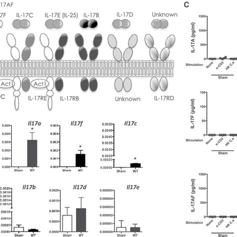 Expression of IL-17 family cytokines during OPC. (A) Schematic of IL-17 ...