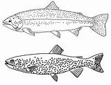 Pretty Awesome Types Of Trouts coloring sheets sketch template