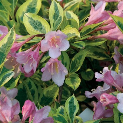 Rainbow Sensation Weigela - Variegated Flowering Shrub - 2 Gal ...