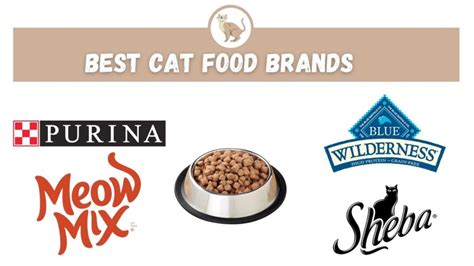 Best Cat Food Brands - The Kitty Expert