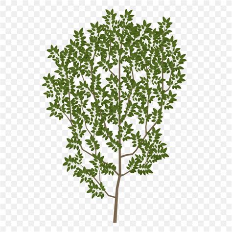 Transparent Tree Branches Png Tree Png Texture Free Transparent | My ...