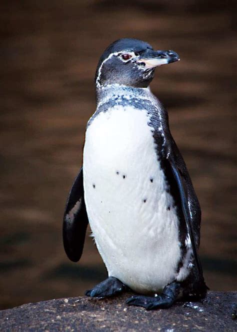 43 Galapagos Penguin Facts: Tropical Guide (Spheniscus mendiculus) | Storyteller Travel