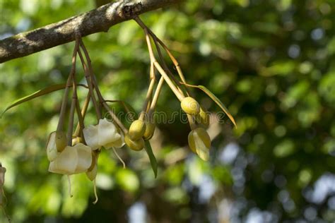 Close Up Durian Flowers in Durian Tree, Beautiful Durian Flowers from Thailand Stock Image ...