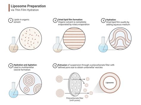 Liposome Preparation via Thin Film Hydration | BioRender Science Templates