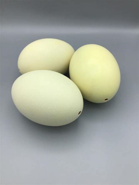 Rhea Eggs – – Beyond the Hatchery