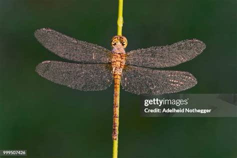 493 Common Darter Stock Photos, High-Res Pictures, and Images - Getty Images