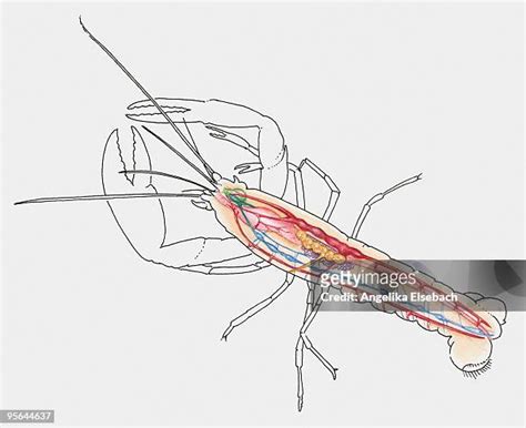 Heart Anatomy Watercolor Photos and Premium High Res Pictures - Getty ...