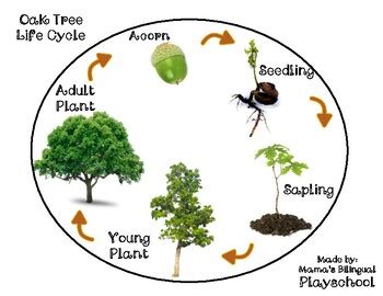 Oak Tree and Acorn Life Cycle by Mama's Bilingual Play-School | TPT