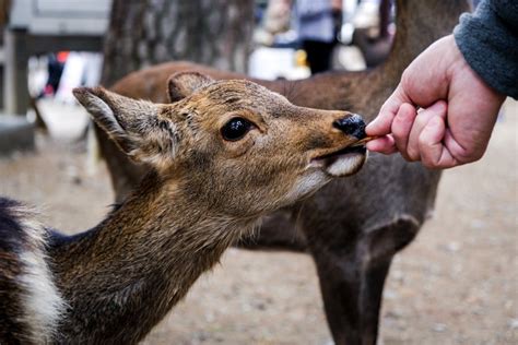 How To Visit Nara Park: Feeding Friendly Deer In Japan