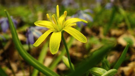 Fondos de pantalla : Flores amarillas, Plantas, verde, amarillo, flora, campanilla de febrero ...