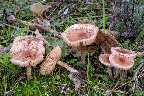 Poisonous Lawn Mushroom Types [Edible vs. Toxic Mushroom Guide!] - Outdoor Happens