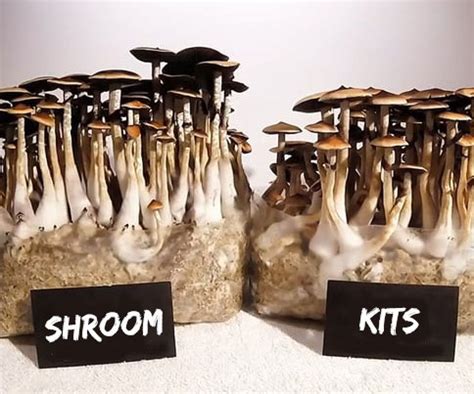 Psychedelic Mushrooms Grow Kits - All Mushroom Info