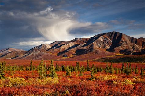 Alaska Fall Foliage - Land tours of Alaska with Alaskan Tour Guides