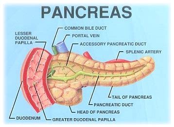 DEFINITION, FUNCTION, AND STRUCTURE OF THE PANCREAS | Science Lovers