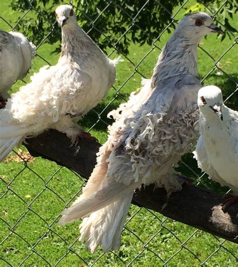 Frillback Pigeons | BackYard Chickens - Learn How to Raise Chickens