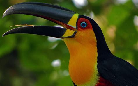 Toucan Wallpaper (65+ images)