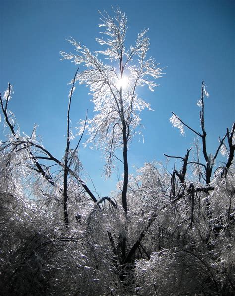 Free Images : tree, nature, grass, branch, blossom, mountain, snow ...