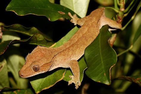 Crested gecko - Wikipedia