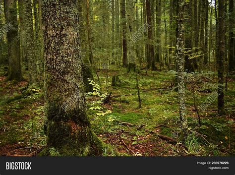 Green Forest Nature. Image & Photo (Free Trial) | Bigstock