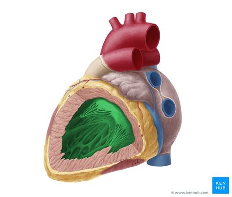 Ventricles of the Heart - Anatomy and Clinical Aspects | Kenhub