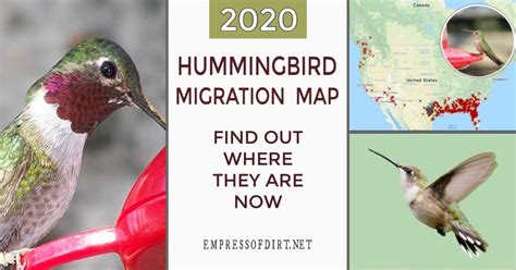 2023 Hummingbird Migration Map (Find Out When to Expect Them) | Hummingbird migration ...