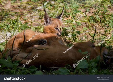 Playing Caracal Babies Stock Photo 1170712030 | Shutterstock