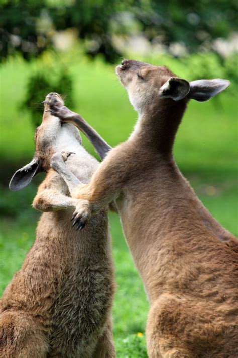 Kangaroos Fighting image - Free stock photo - Public Domain photo - CC0 Images