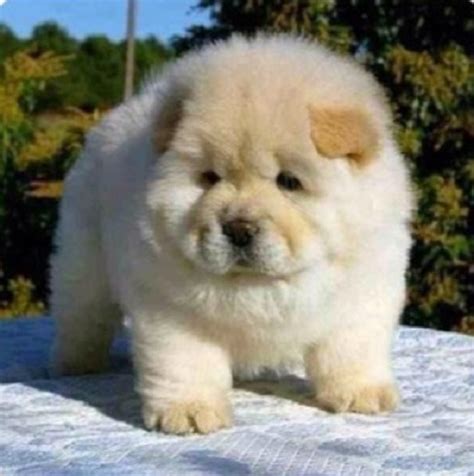 16 Dogs That Look Like Real Life Giant Teddy Bears – CoolerPress