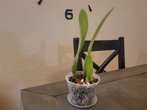 DIY Orchid Potting Mix Recipe: Step-by-Step Guide | Just Houseplants