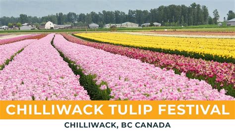 Chilliwack Tulip Festival 2023, Chilliwack BC, Canada - YouTube