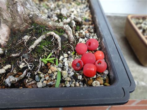 Japanese Yew Berries : Bonsai