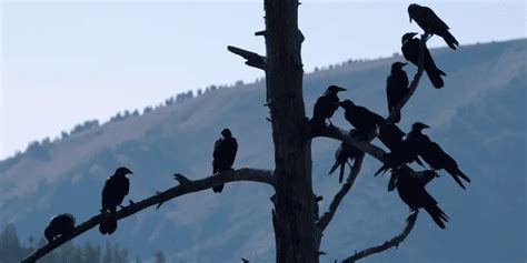 Why Is A Group Of Ravens Called An Unkindness: Exploring The ...