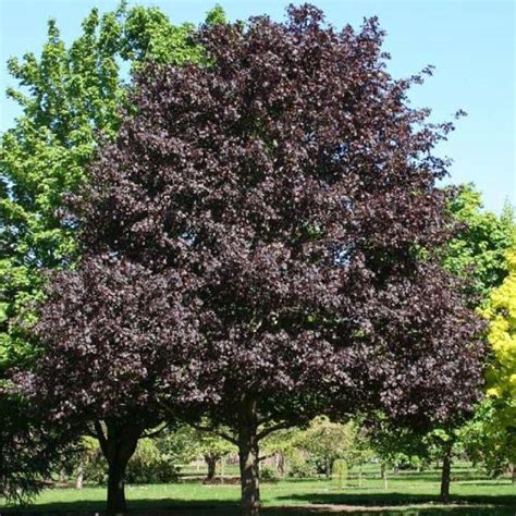 Royal Red Maple for sale | Shop Stuart's – Stuart's Landscaping ...