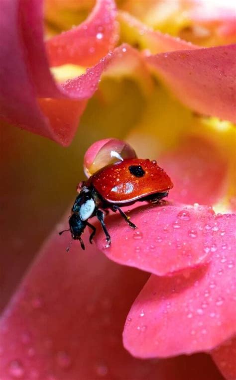 Are Ladybugs Good Luck? Orange, Yellow and Black in House