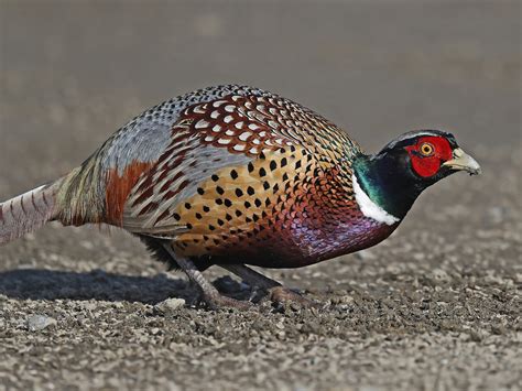 Ring Necked Pheasant