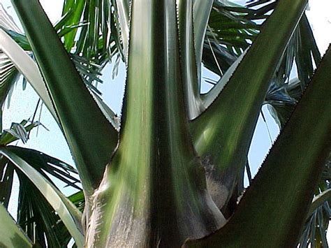 Talipot palm, Gebang Palm, Corypha utan, Corypha umbraculifera, article