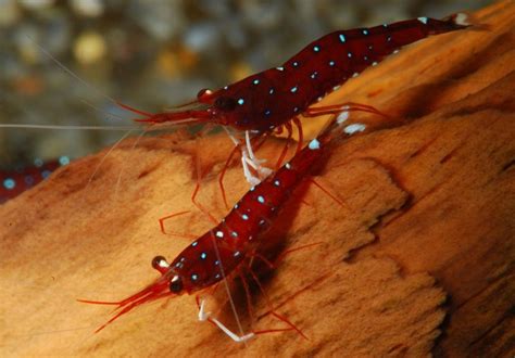 10 Freshwater shrimp species | Aquarium shrimp types & info | Shrimp ...