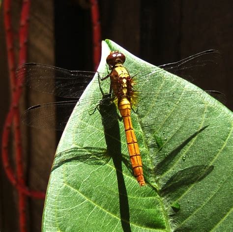 Orange Dragonfly 1 Free Photo Download | FreeImages