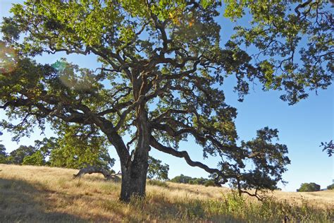 Valley Oak – Nature in Novato