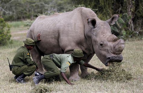 Sudan, the Last Male Northern White Rhino, Dies in Kenya - The New York Times