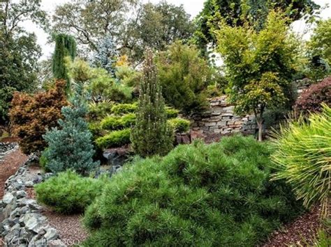 Landscaping with Dwarf Conifers | American Conifer Society